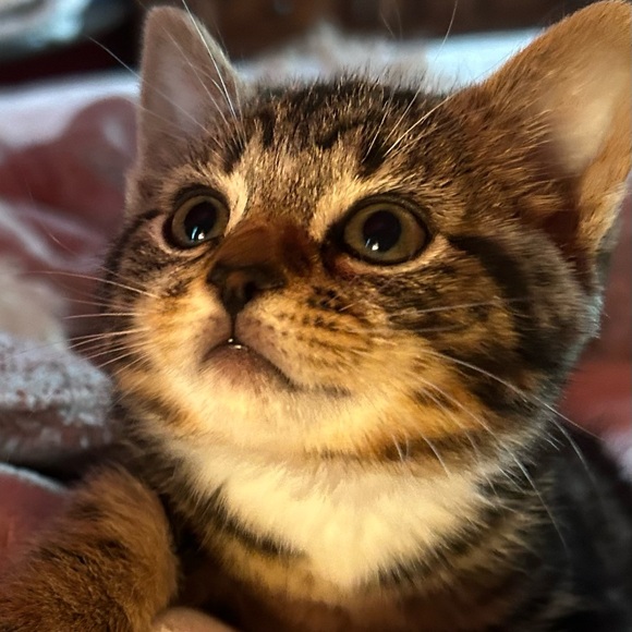 Meet your Posher, Katy - Picture 1 of 2